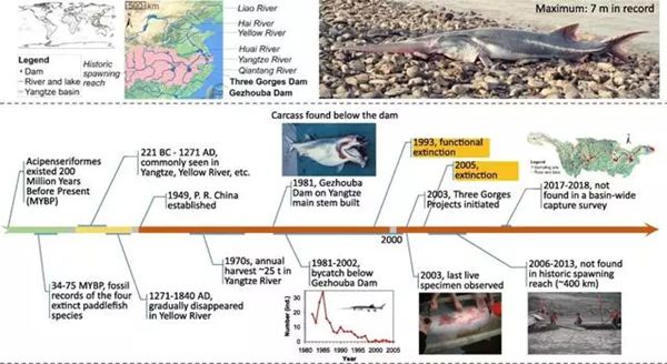 白鱘怎么讀,白鱘是什么魚,長(zhǎng)江白鱘為什么滅絕
