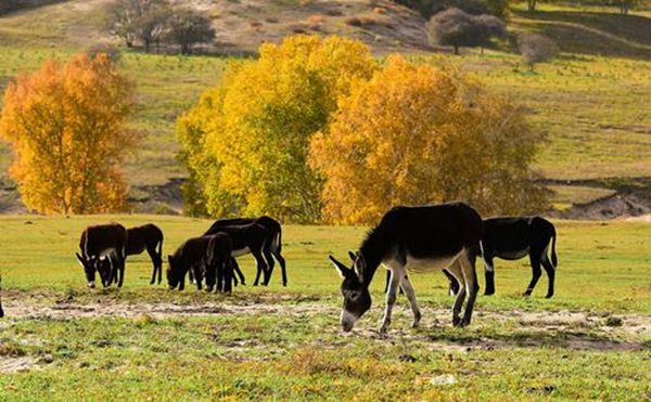 東阿怎么讀,東阿的拼音是什么,阿膠的作用與功效？