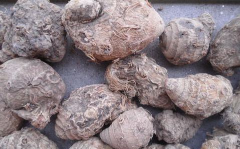 莪術(shù)怎么讀,莪術(shù)的拼音是什么,莪術(shù)的功效與作用