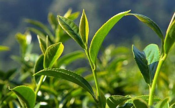 茶樹為什么生南不生北,全國茶葉產(chǎn)區(qū)分布圖一覽