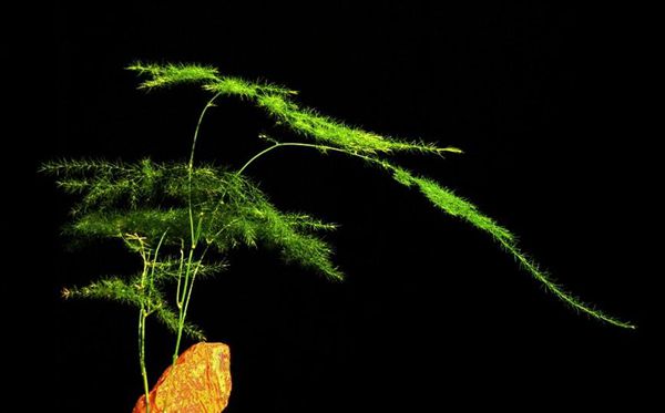 為什么家里不能養(yǎng)文竹,家里養(yǎng)文竹有什么好處