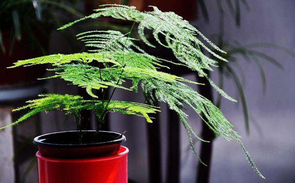 為什么家里不能養(yǎng)文竹,家里養(yǎng)文竹有什么好處