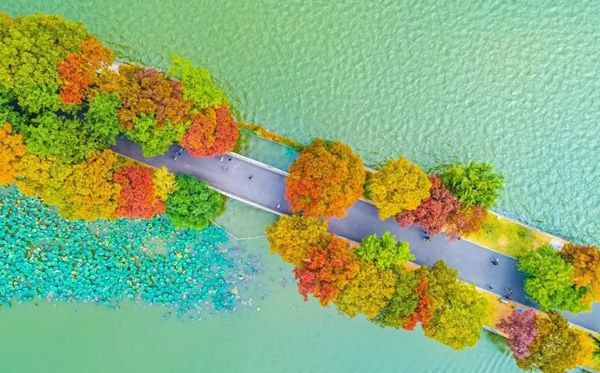 烏桕樹(shù)怎么讀,烏桕樹(shù)是什么意思