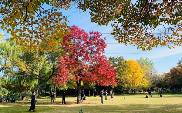 烏桕樹(shù)怎么讀,烏桕樹(shù)是什么意思