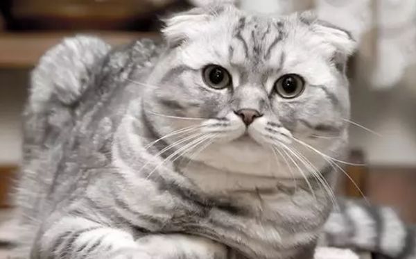 折耳貓為什么不能養(yǎng),不能養(yǎng)折耳貓是怎么回事