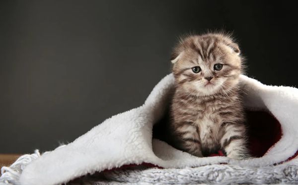 折耳貓為什么不能養(yǎng),不能養(yǎng)折耳貓是怎么回事