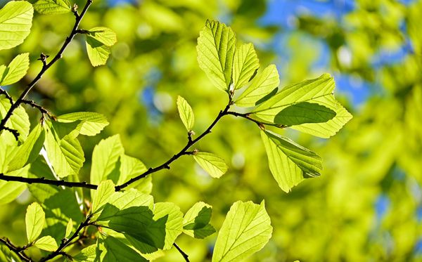 為什么秋天樹葉會變黃,秋天葉子發(fā)黃掉落是怎么回事