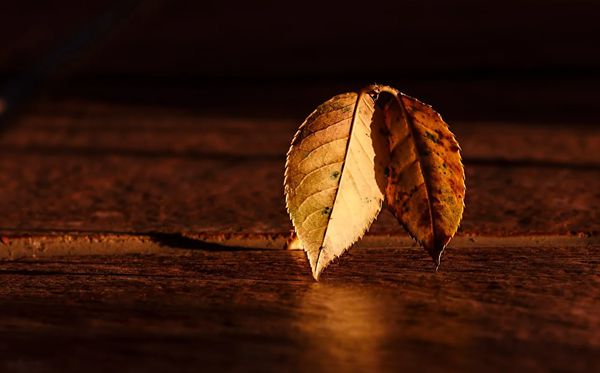 為什么秋天樹葉會變黃,秋天葉子發(fā)黃掉落是怎么回事