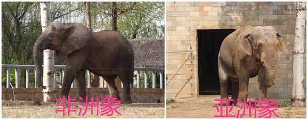 為什么非洲象的耳朵比亞洲象的耳朵大