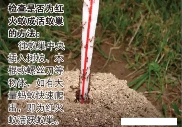 如何區(qū)分紅火蟻,紅火蟻有毒嗎,被咬了怎么辦