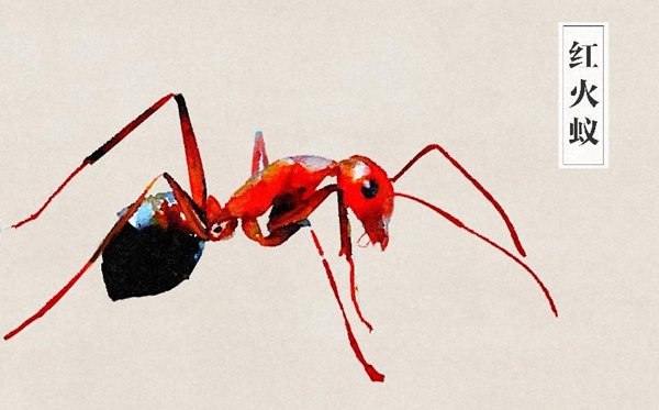 如何區(qū)分紅火蟻,紅火蟻有毒嗎,被咬了怎么辦