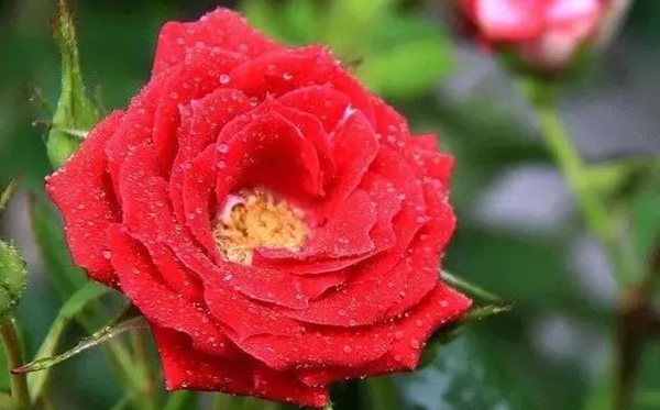 薔薇的花語(yǔ)是什么,薔薇花語(yǔ)大全