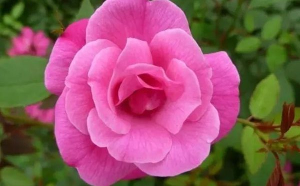 薔薇的花語(yǔ)是什么,薔薇花語(yǔ)大全