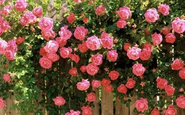 薔薇的花語(yǔ)是什么,薔薇花語(yǔ)大全