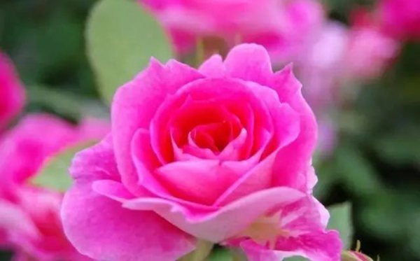 薔薇的花語(yǔ)是什么,薔薇花語(yǔ)大全