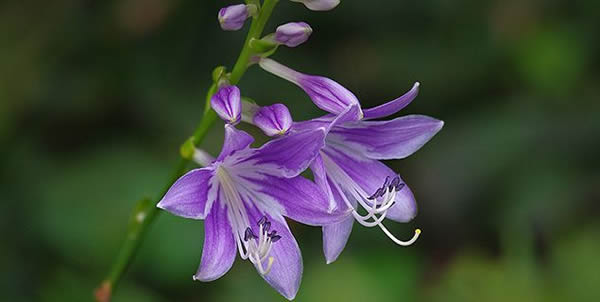 玉簪花的花語(yǔ)