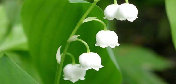 鈴蘭的花語(yǔ)