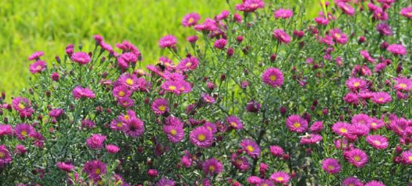 荷蘭菊的花語(yǔ)