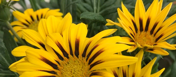 功勛花的花語(yǔ)