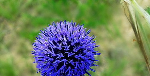 藍(lán)刺頭的花語(yǔ)