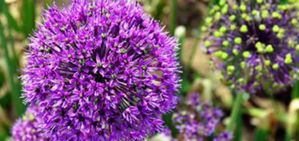 大花蔥的花語(yǔ)