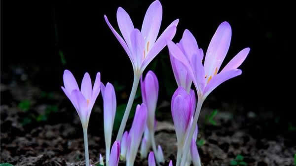 秋水仙的花語(yǔ)