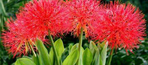 網(wǎng)球花的花語