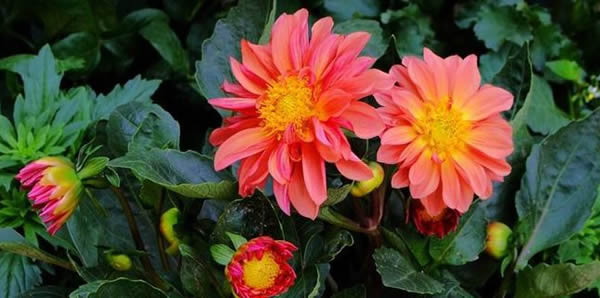 小麗花的花語(yǔ)