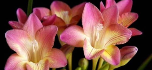 晚香玉的花語(yǔ)