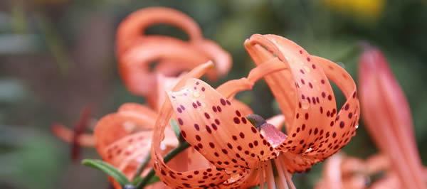 山丹丹花的花語