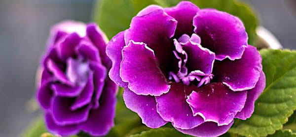 大巖桐的花語是什么