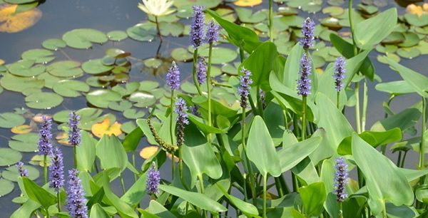 雨久花的花語和寓意
