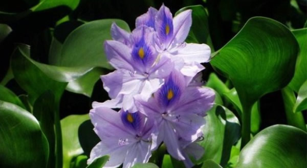 鳳眼藍(lán)的花語(yǔ)和寓意