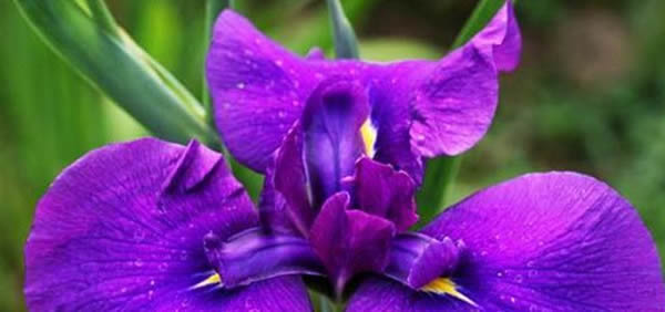 花菖蒲的花語(yǔ)和寓意