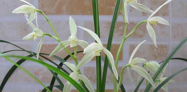 大雪素的花語是什么