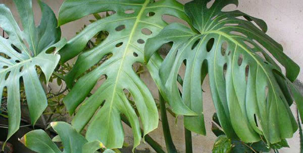 龜背竹的花語(yǔ)