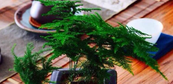 文竹的花語(yǔ)