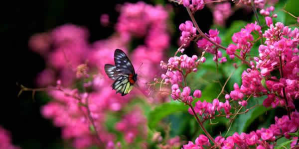 珊瑚藤的花語(yǔ)