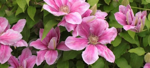 鐵線蓮的花語(yǔ)