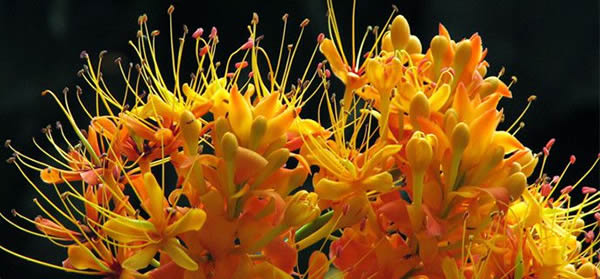 無(wú)憂花的花語(yǔ)