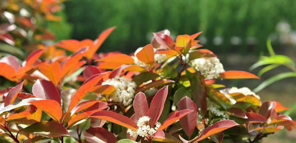 石楠花的花語(yǔ)