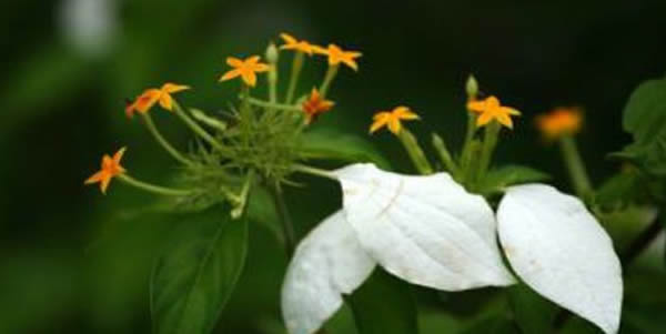 玉葉金花的花語(yǔ)