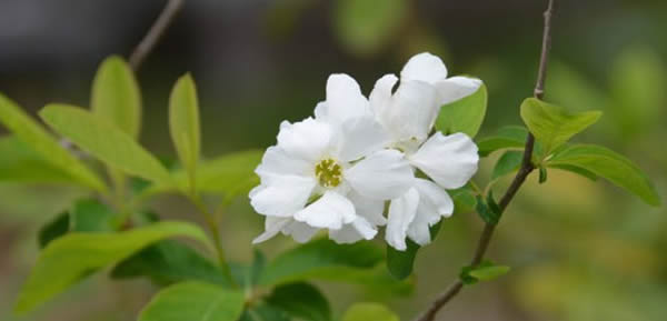 白鵑梅的花語(yǔ)