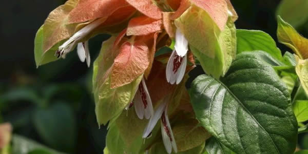 蝦衣花的花語(yǔ)