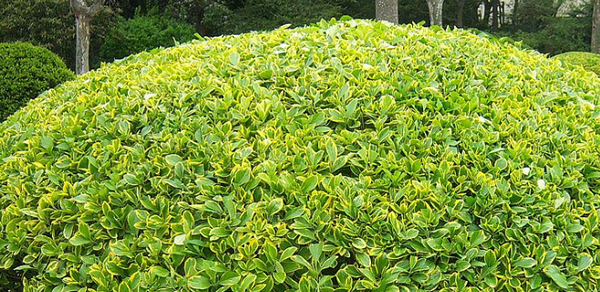 黃楊樹(shù)的寓意和象征