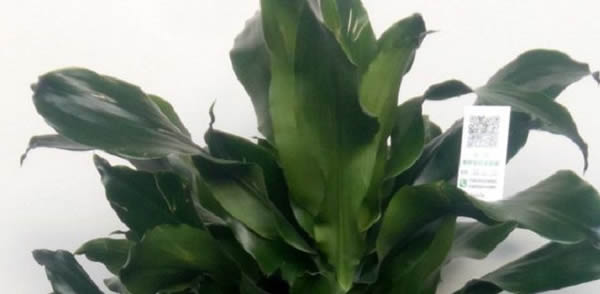 螺紋鐵的寓意和象征