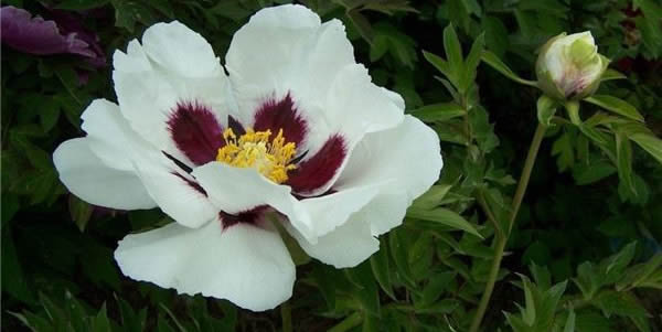 紫斑牡丹的花語