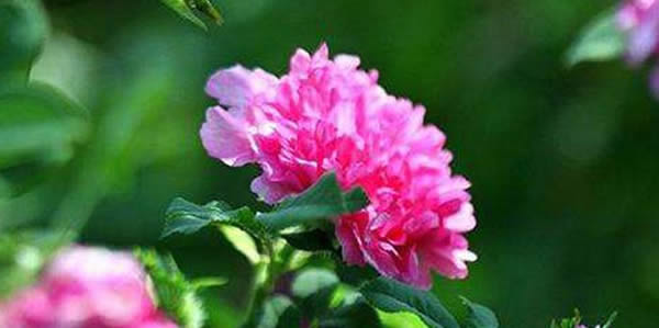 繅絲花的花語(yǔ)