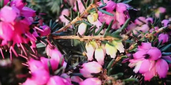 歐石楠的花語(yǔ)