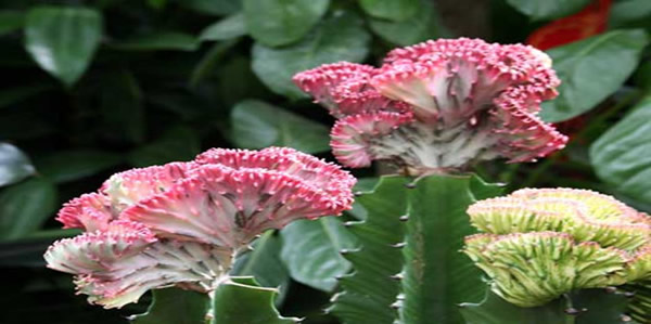 金麒麟的花語(yǔ)